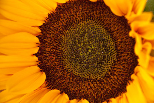 Bright florall background sunflower yellow and green in macro.