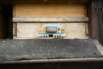 Wild bees are all bee species of the superfamily Apoidea with the exception of honeybees and not about wild prototypes or wild strains of the honeybee

