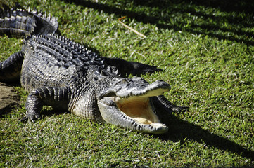 a crocodile with open mouth