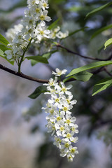 Prunus padus bird cherry tree blooming during spring, group of small white flowers and green leaves on branches