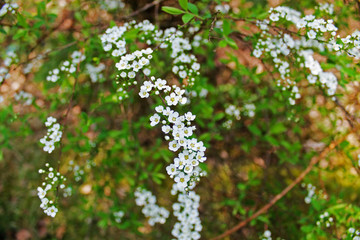 Obraz premium The flowers in spring