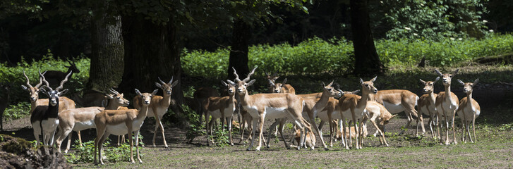 Blackbuck at the forest edge. Karlsruhe, Baden Wuerttemberg, Germany