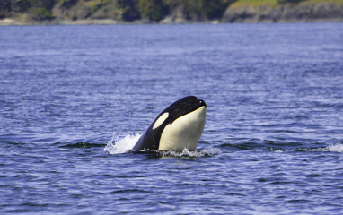 a killer whale is looking on the surface
