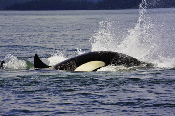 killer whales are jumping on the surface