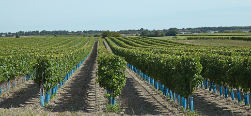 Fototapeta premium Vignoble charentais