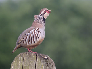 Red-legged partridge, Alectoris rufa