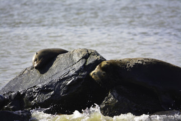 a seal is sunning on the rock