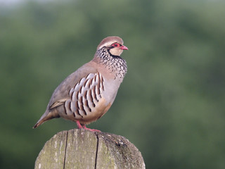 Red-legged partridge, Alectoris rufa