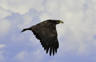 an eagle is fliying at the sky