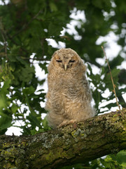 Tawny owl, Strix aluco