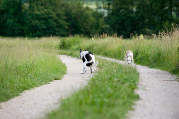 Hund kotet auf einen Weg © DoraZett