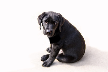 Sjors, Labrador Retriever pup