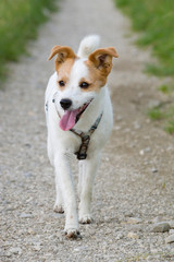 Terriermischling läuft einen Schotterweg entlang