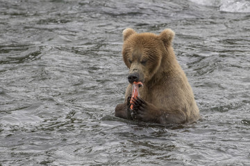 Brown Bear (Grizzly) eating a sockeye salmon in river