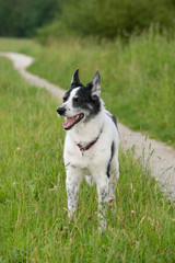 Alter Mischlingshund in einer Wiese