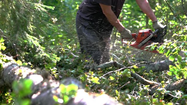 Lumberjack cuts branches on felled tree - (4K)