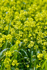 Yellow field of flowering rape in the village