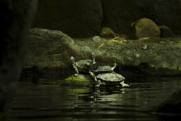 The family of turtles is selected from water