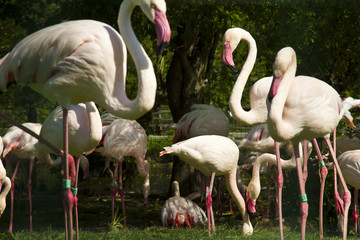 pink flamingo family on the lake