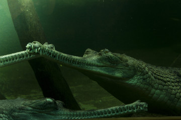 crocodile in the water looks at the light