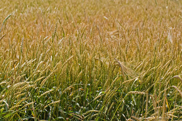 Ripe ears in the field in summer