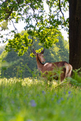 Fallow Deers