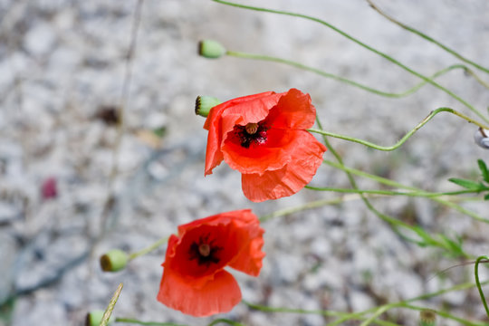 Two red poppies with buds