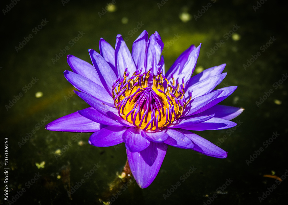 Wall mural water lily purple at green water