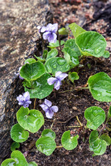 Forest violet grows in the forest