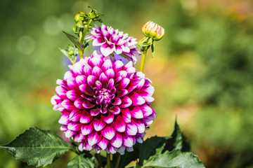 pink and white blossom 