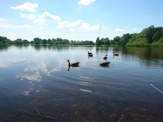 Wildgänse auf dem See © dietmar1971