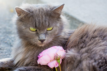 Gray, fluffy pussy with  pink rose. Happy birthday. Flowers in honor of  holiday_