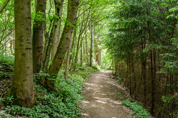 Lonely and wild path through forest