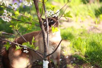 Obraz premium Siamese cat in the garden sniffs a flower. 