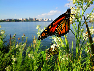 A butterfly poses near the Madison, Wisconsin downtown skyline.