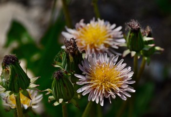 Pink Dandelion, Taraxacum pseudoroseum