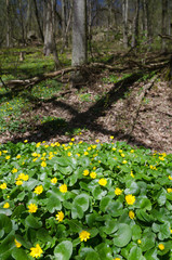 Fototapeta premium Flowering Pileworts (Ficaria) in the spring forest