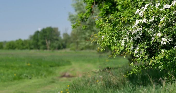 Beautiful, old trees on the meadow on sunny day.