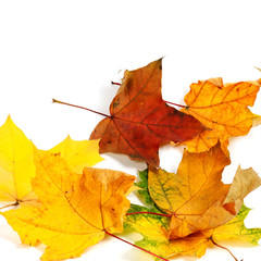 Autumn dry maple leafs