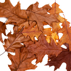 Naklejka premium Autumn dried leafs of oak