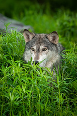 Grey Wolf (Canis lupus) Head in Grass