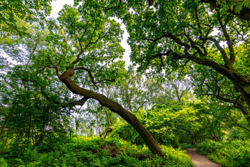 A tall tree winds its way up to the tree canopy to catch the light, towering above the ferns on the woodland floor as the footpath snakes its way through the undergrowth