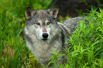 Naklejka na ściany i meble Grey Wolf (Canis lupus) Looks Out From Grass