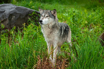 Naklejka na ściany i meble Grey Wolf (Canis lupus) Stands Looking Left