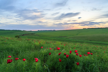 Fototapeta na wymiar A field of red flowers and grass on a beautiful sunset.
