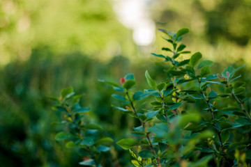 bright green leaves of a bush background green texture
