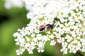 Wild bees are all bee species of the superfamily Apoidea with the exception of honeybees and not about wild prototypes or wild strains of the honeybee

