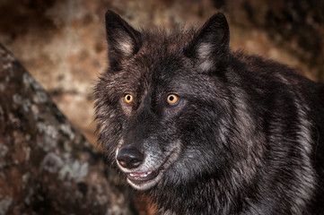 Black-Phase Grey Wolf (Canis lupus) Looks Out Close Up