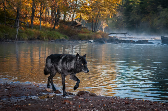 Black Phase Grey Wolf (Canis lupus) Steps Right on Shore