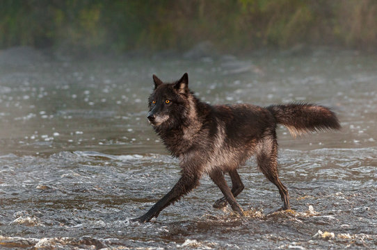Black Phase Grey Wolf (Canis lupus) Trots Left in River